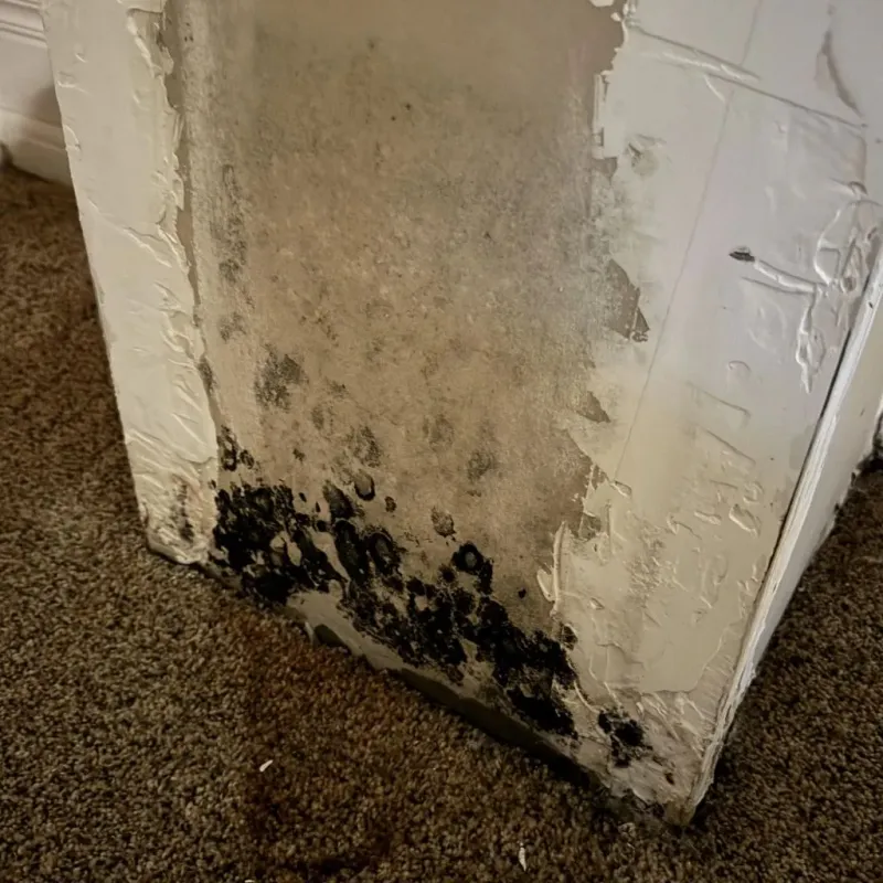 Professional Mold Removal in Ewing, NJ